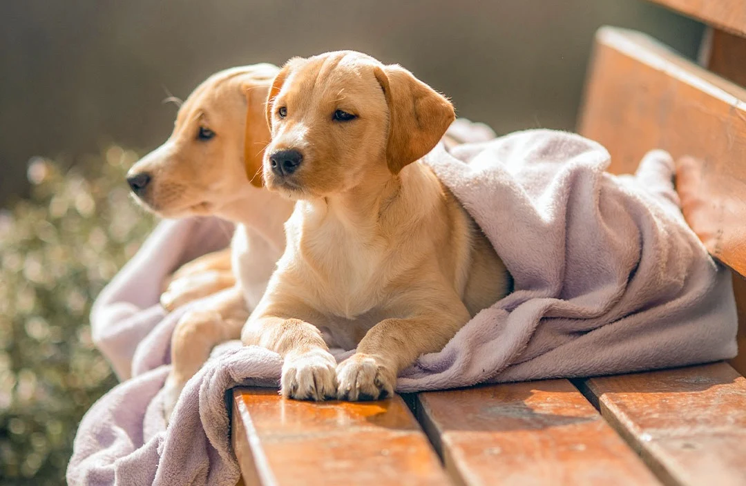 Wild Nutrition for Happy Dogs