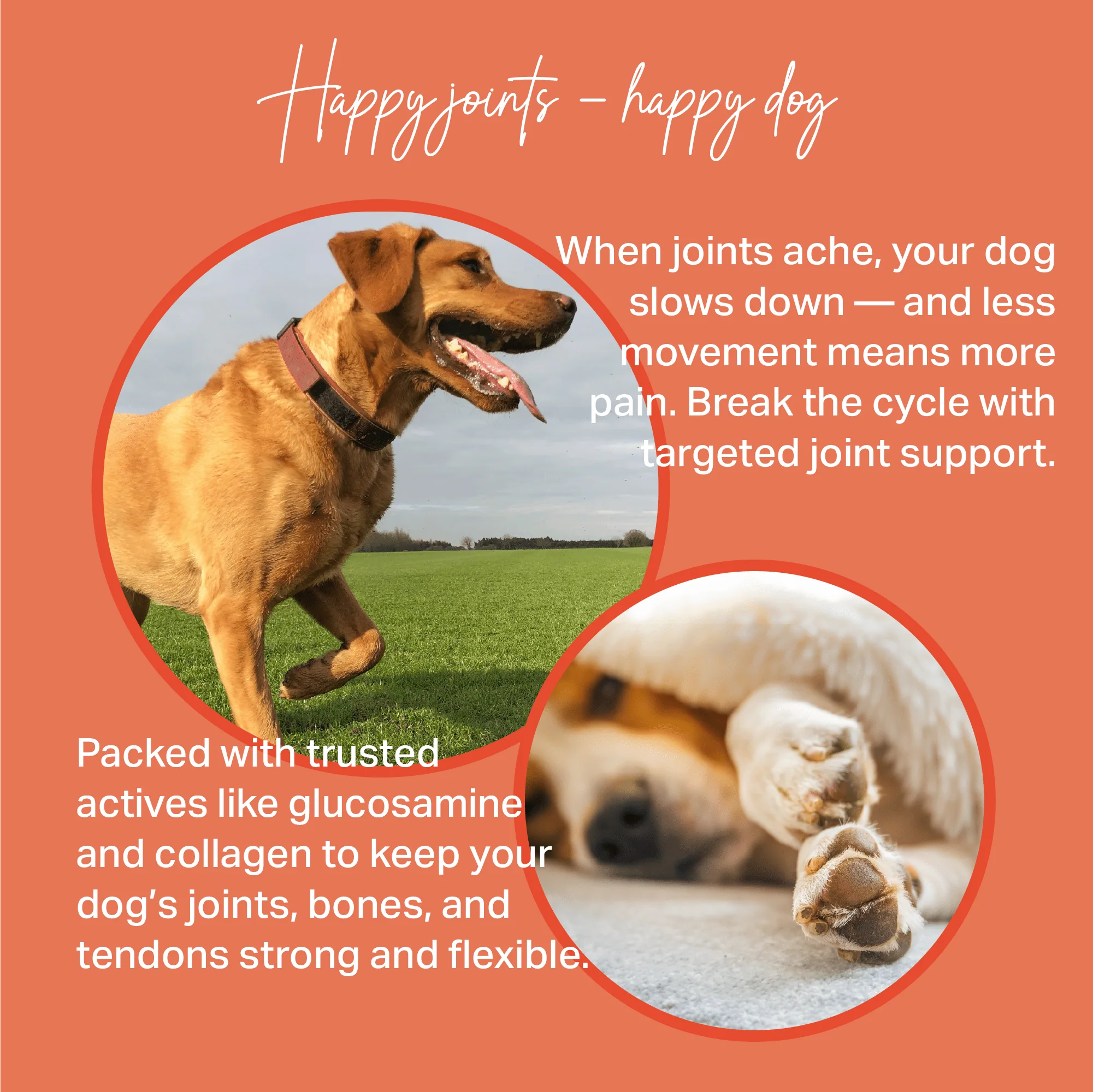 Medidog Joint Active Drops 400g - Image 6