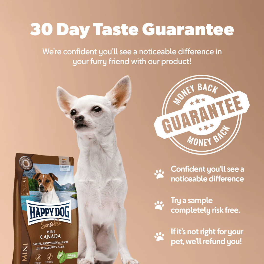 Mini Canada - Sensitive Dog - Image 3
